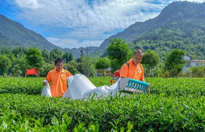 有关于“三茶”统筹先行先试 雅茶产业奏响高质量发展乐章的相关信息