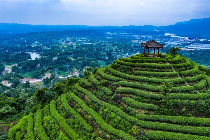 有关于“三茶”统筹先行先试 雅茶产业奏响高质量发展乐章的相关信息(4)