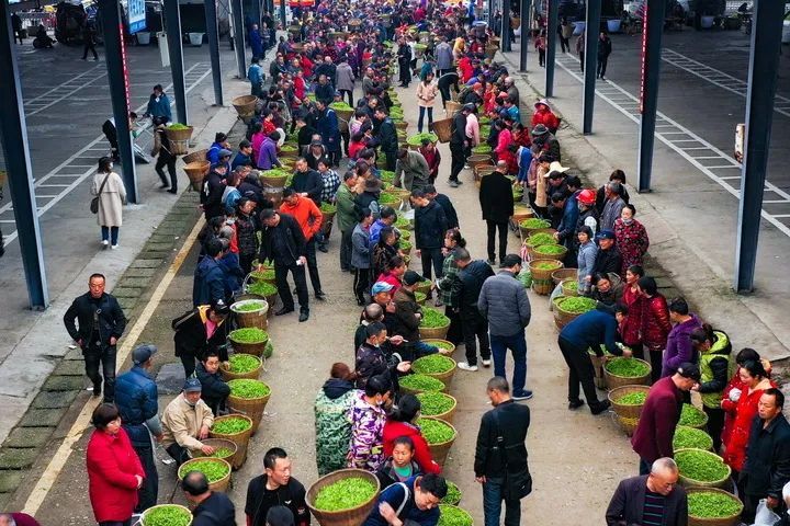 有关于“三茶”统筹先行先试 雅茶产业奏响高质量发展乐章的相关信息(3)