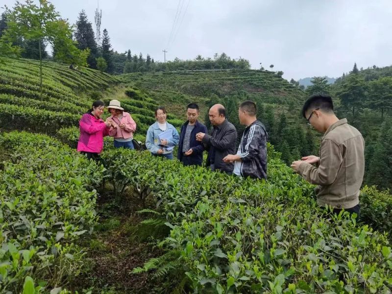 关于一周速读：浙里有机茶、景谷大白茶品种、制茶机器人、四川茶博会开幕的消息(5)
