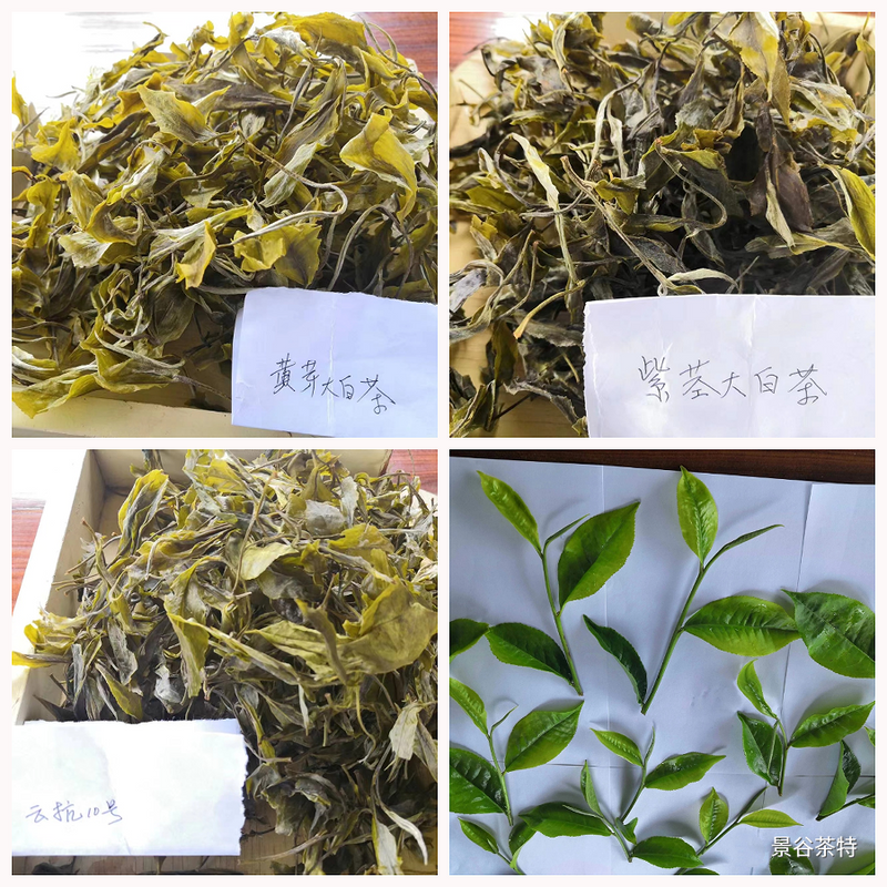 关于一周速读：浙里有机茶、景谷大白茶品种、制茶机器人、四川茶博会开幕的消息(3)