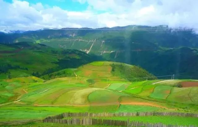 关于广西藤县六练山发现千年“茶仙树”的相关信息