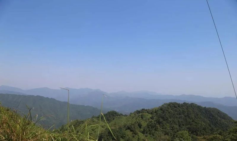关于广西藤县六练山发现千年“茶仙树”的相关信息(1)