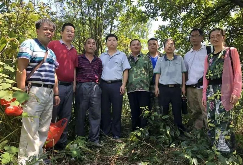 关于广西藤县六练山发现千年“茶仙树”的相关信息(2)