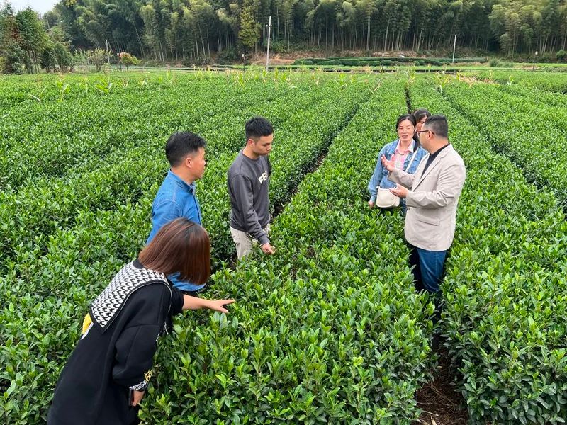 有关于武义县茶协组织开展“茶二代”学习党的二十大精神暨提升茶叶知识与创新能力培训会的相关内容(4)
