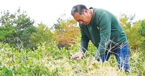 关于昆嵛诗海有机茶园独具匠心采摘“节气茶”的最新消息
