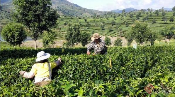 关于借助电商直播 云南思茅区搭建平台助茶产业发展的新闻