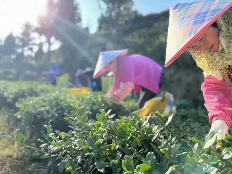 有关于聚焦铁观音秋茶：安溪茶产业“厚积薄发”的新闻