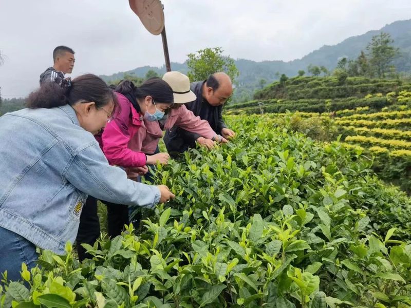 关于11月1日正式实施！标准助力昭通茶叶产业高质量发展！的消息