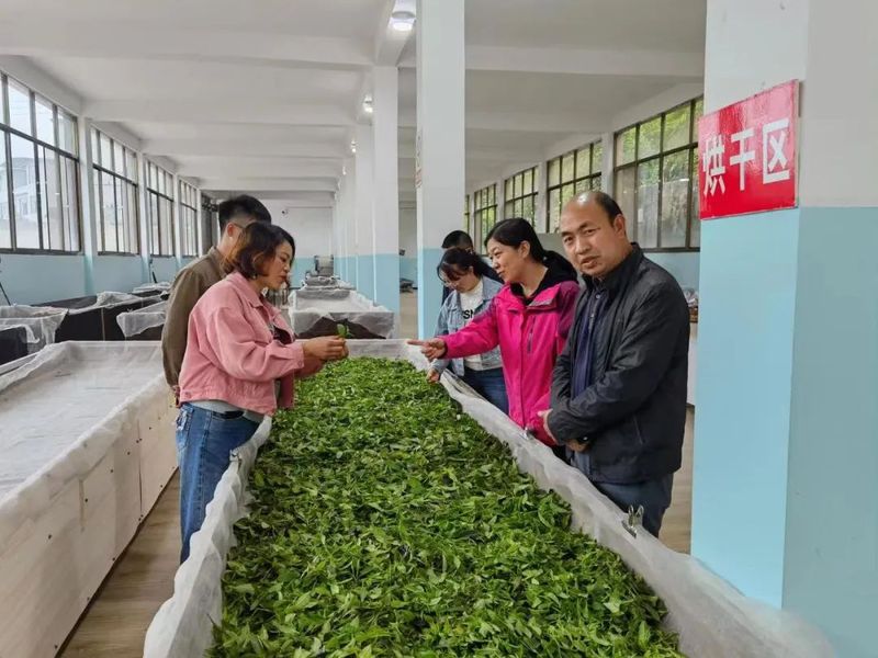 关于11月1日正式实施！标准助力昭通茶叶产业高质量发展！的消息(2)