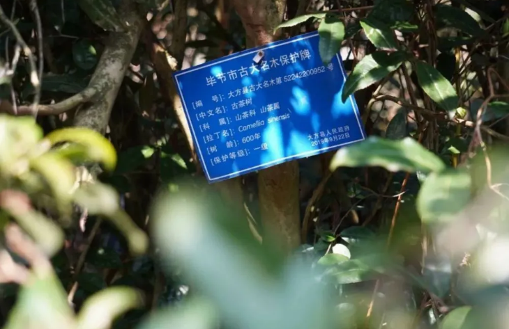 有关于大方果瓦乡：老茶园蹚出富民新路的最新消息