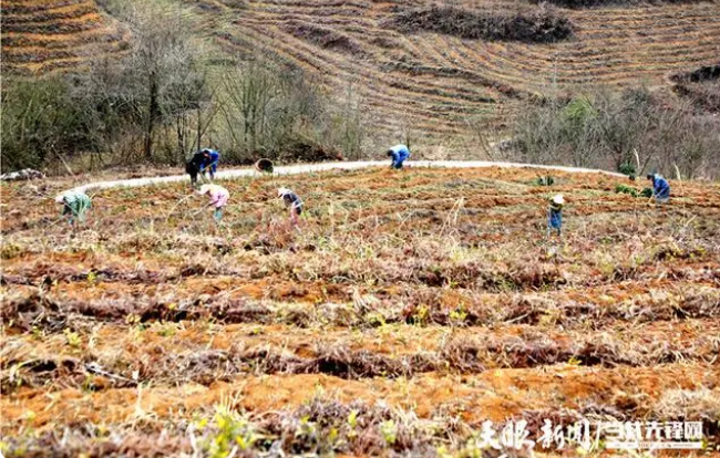 有关于张朝虎：以茶促农 以花促旅 带动更多群众增收的新闻