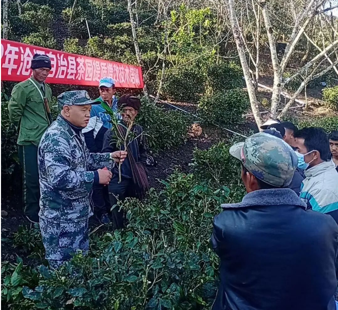 关于单甲乡：加强茶园管护培训 促茶产业提质增效的信息(1)