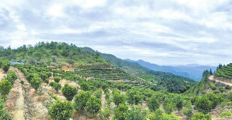 关于新茶饮频推消费新体验的内容