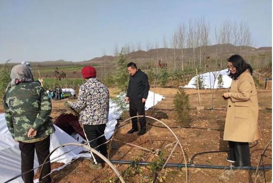 有关于诸城市桃园片区“三个统一”切实加强茶园越冬安全管护的新闻