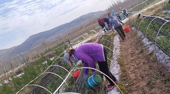 有关于诸城市桃园片区“三个统一”切实加强茶园越冬安全管护的新闻(1)