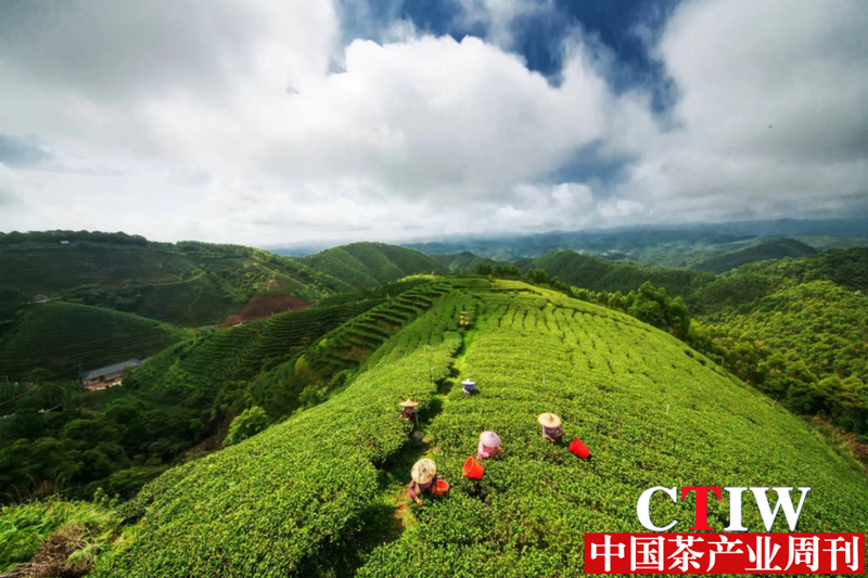 有关于紫金蝉茶喜获年度区域公共品牌金奖的资讯(2)