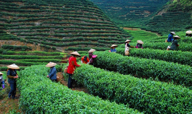 关于湖南红茶“十大产品品牌”之古楼红茶：一缕茶香雪峰来的最新消息(3)