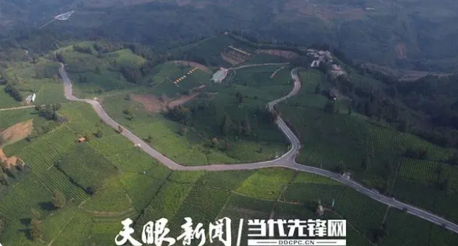 关于普安县地瓜镇屯上村村民谭化爱：管好茶园收入更稳定的资讯(2)