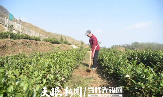 关于普安县地瓜镇屯上村村民谭化爱：管好茶园收入更稳定的资讯(1)