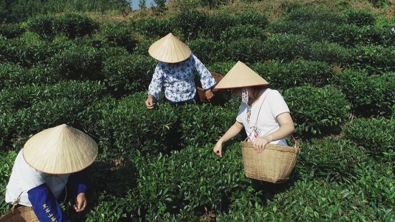有关于2022年茶行业新出团体标准规范的资讯(4)