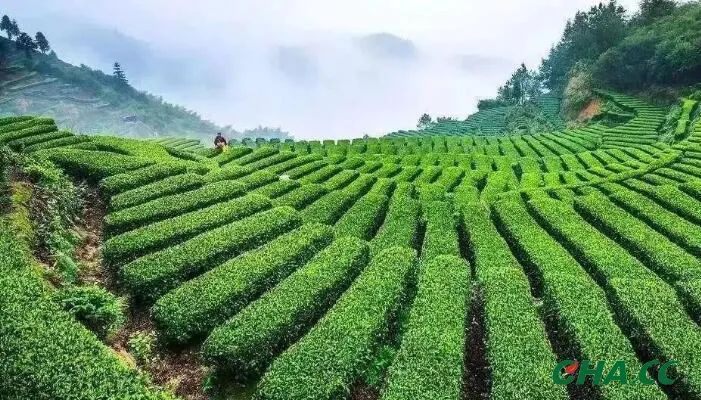 有关于2022年茶行业新出团体标准规范的资讯(3)