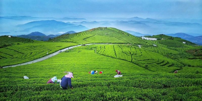 关于福鼎白茶走向世界的资讯(3)