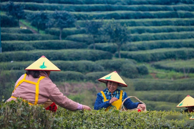 关于福鼎白茶走向世界的资讯