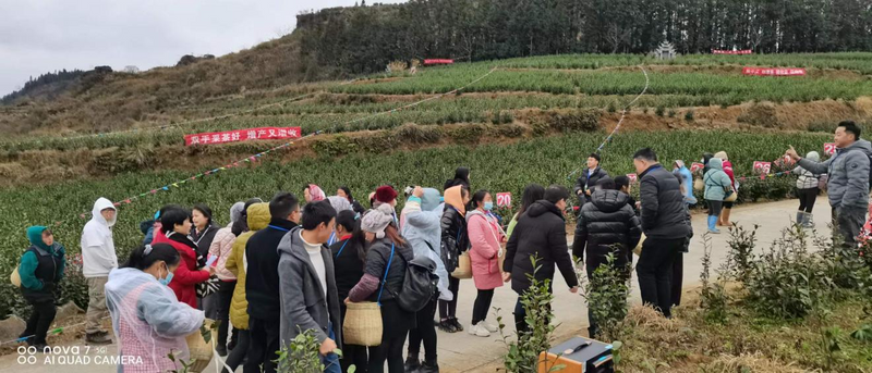 关于贞丰举办2023年“贵州绿茶第一采暨双手采茶技能竞赛”活动的最新消息(2)
