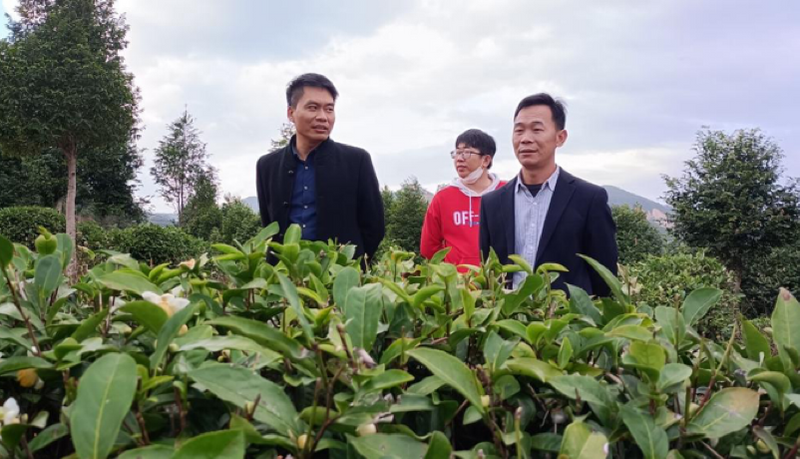 关于漳州诏安：科技特派员下乡“问诊” 助推茶叶产业发展的相关内容