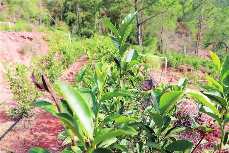 关于江东新区古竹镇留洞村：百亩砂石荒山变茶山的相关内容