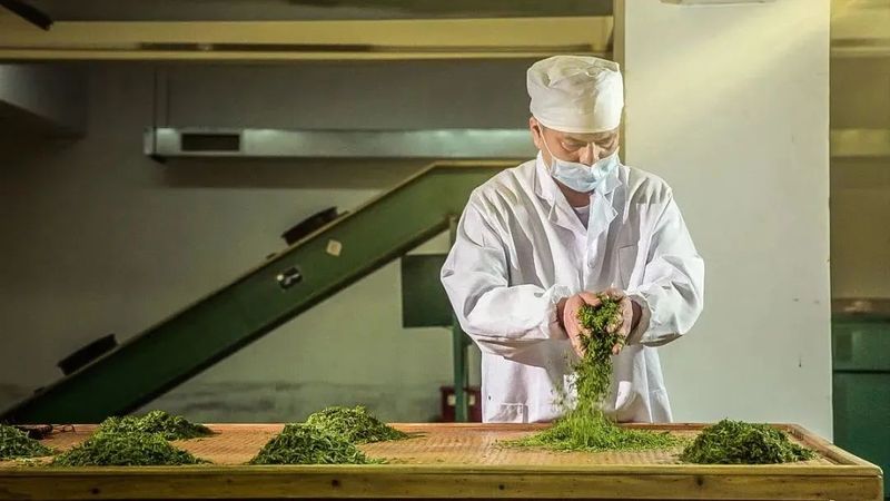 有关于聚焦茶非遗！看雨花茶制作技艺的特殊之处的消息(1)