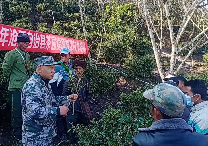 关于单甲乡：加强茶园管护培训 促茶产业提质增效的相关内容(1)