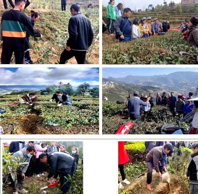关于绿春县：开展绿色有机茶园管理技术培训 提升绿色有机茶叶产品质量的新闻(1)