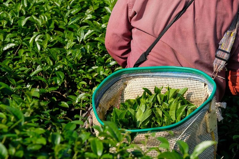 有关于思茅茶山游，云端秘境，与茶伴居的信息(2)