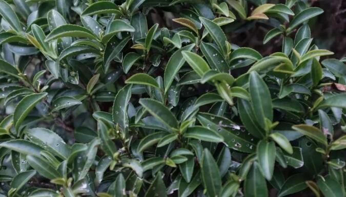 关于聚焦茶非遗！“大有前途”的六堡茶是如何制作的？的消息