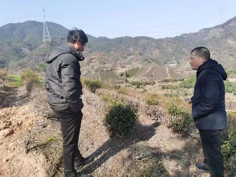 有关于这片上过央视的“醉美”茶园，盼修复的资讯(3)