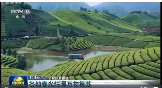 有关于这片上过央视的“醉美”茶园，盼修复的资讯(1)