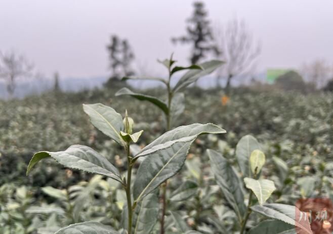 有关于四川 摘下第一芽早春茶，全省春茶采摘揭幕的最新消息(2)