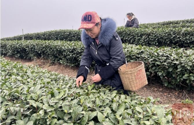 有关于四川 摘下第一芽早春茶，全省春茶采摘揭幕的最新消息(1)