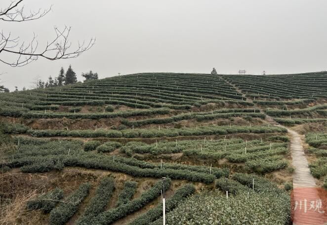 有关于四川 摘下第一芽早春茶，全省春茶采摘揭幕的最新消息