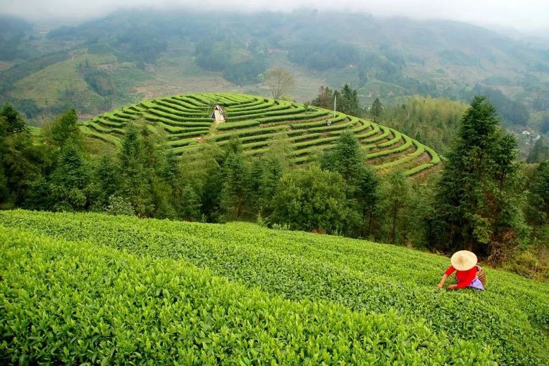 有关于精英齐聚！这场茶业大会透视高山茶乡风采的信息(5)
