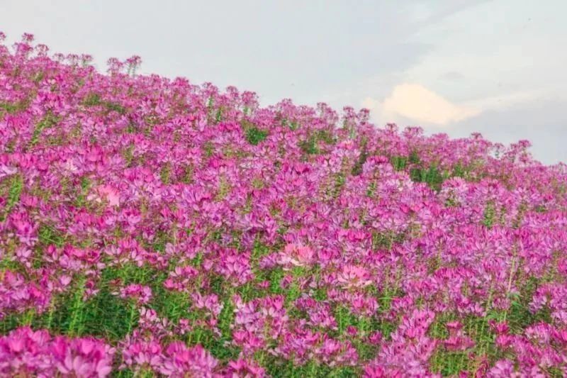 有关于云南：喜看西双版纳勐海“康养度假游+茶旅”好风光的相关内容(2)