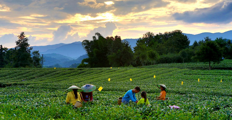 有关于乡游黔中 · 湄潭县 湄江街道，一壶茶、一条河、一座山、一场好梦的信息(2)
