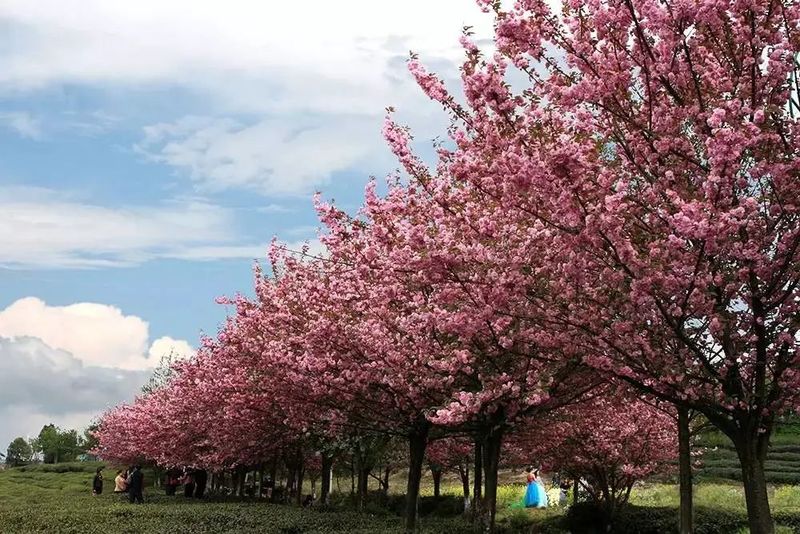 有关于乡游黔中 · 湄潭县 湄江街道，一壶茶、一条河、一座山、一场好梦的信息(13)