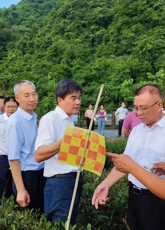 关于2022年湘西黄金茶年度大事件的新闻(4)