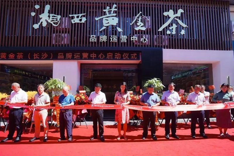 关于2022年湘西黄金茶年度大事件的新闻(10)