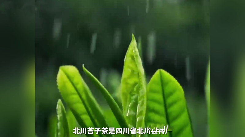 关于总书记视频连线中提到的苔子茶是什么茶？的相关内容(1)