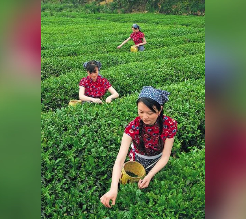 关于总书记视频连线中提到的苔子茶是什么茶？的相关内容
