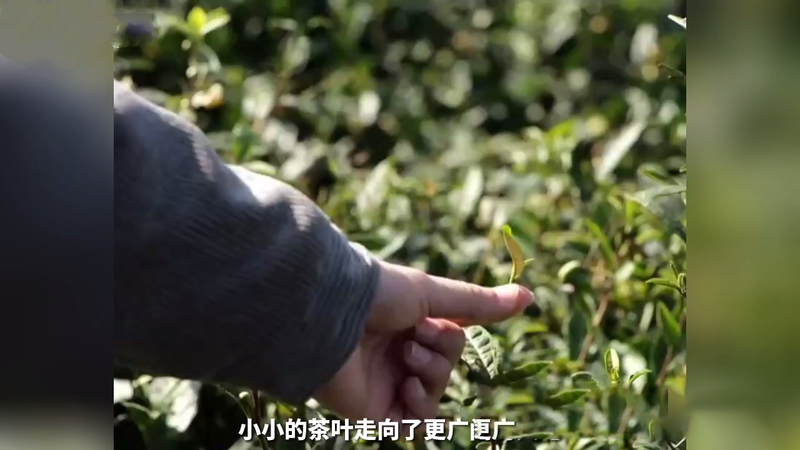 关于总书记视频连线中提到的苔子茶是什么茶？的相关内容(2)